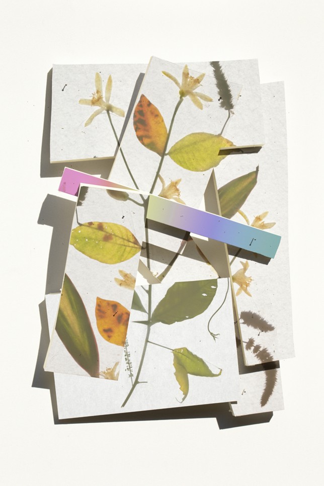 Weisser Herbstfinger, Print auf Barytpapier, Goldrahmen, Glas entspiegelt, 60 x 80 cm, 2021, Auflage 5